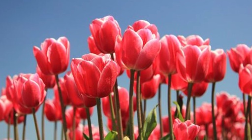 La burbuja de los bulbos de tulipán